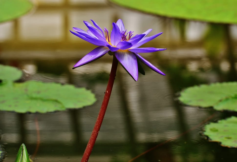 purple petaled flower preview