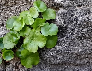 Mountains, Cliffs, Life, Plant, Stone, food and drink, green color thumbnail