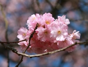 pink and white cherry blossom flowers thumbnail