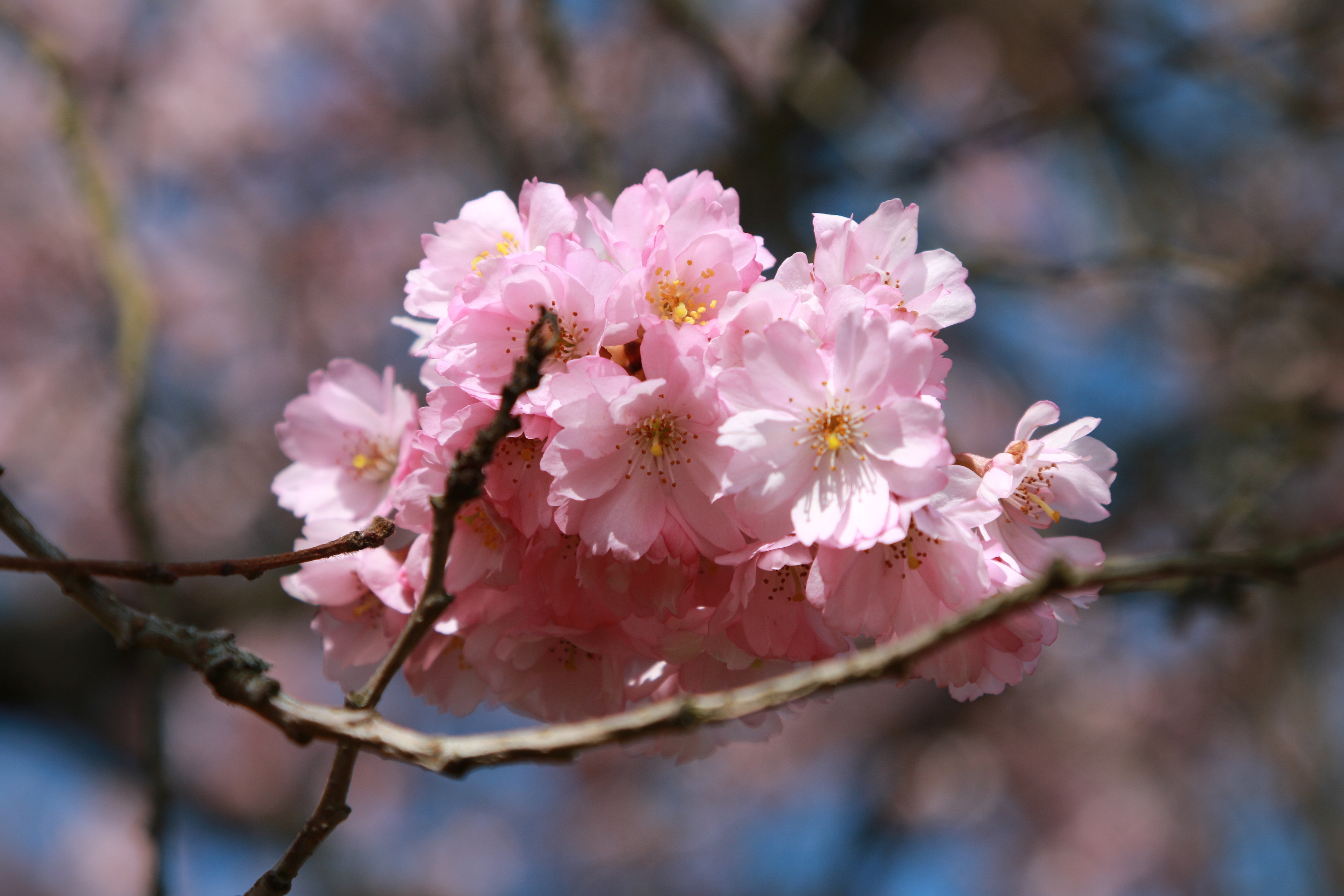 pink and white cherry blossom flowers