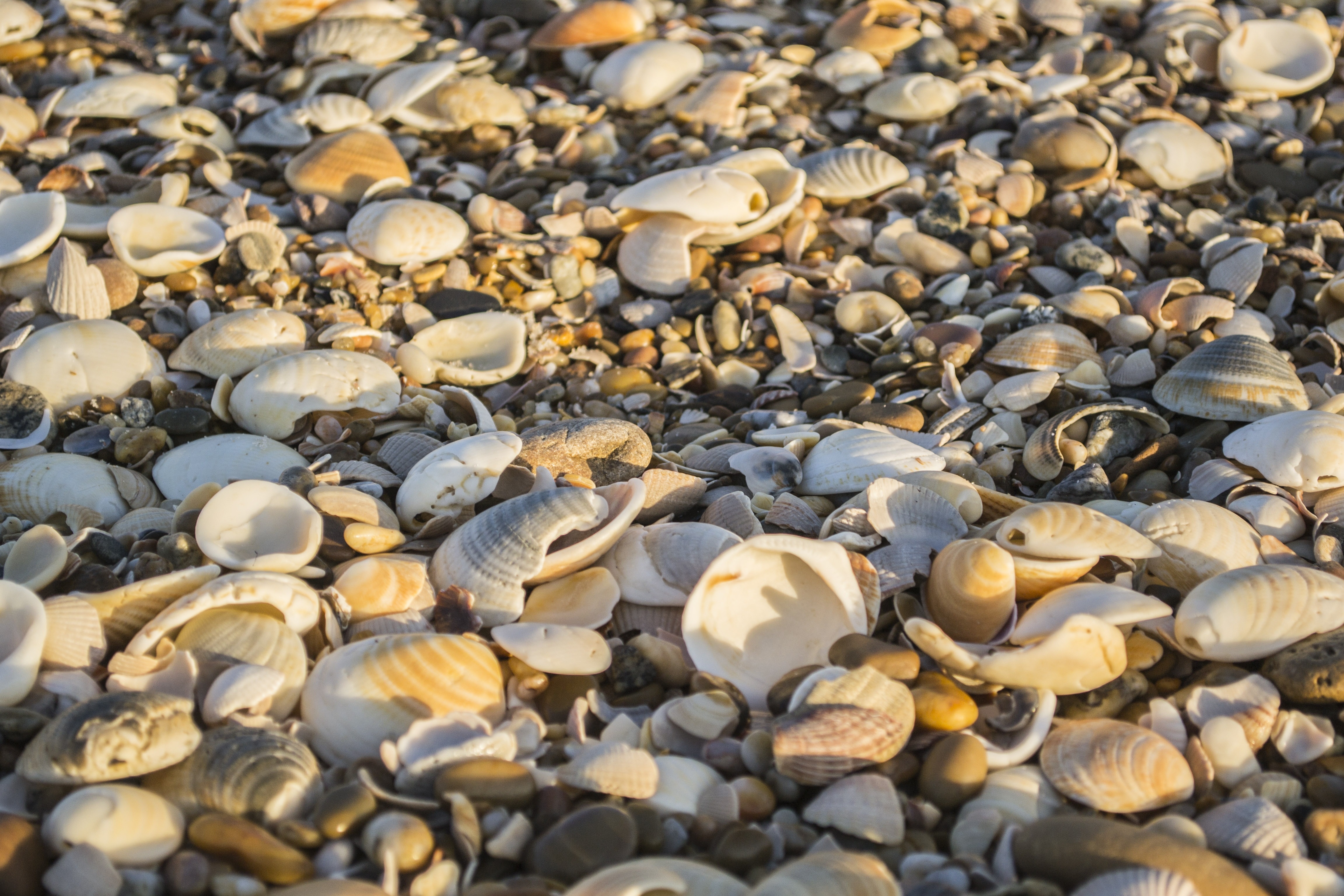 seashells lot