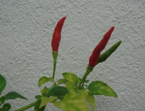 red and green chili pepper behind white wall paint thumbnail