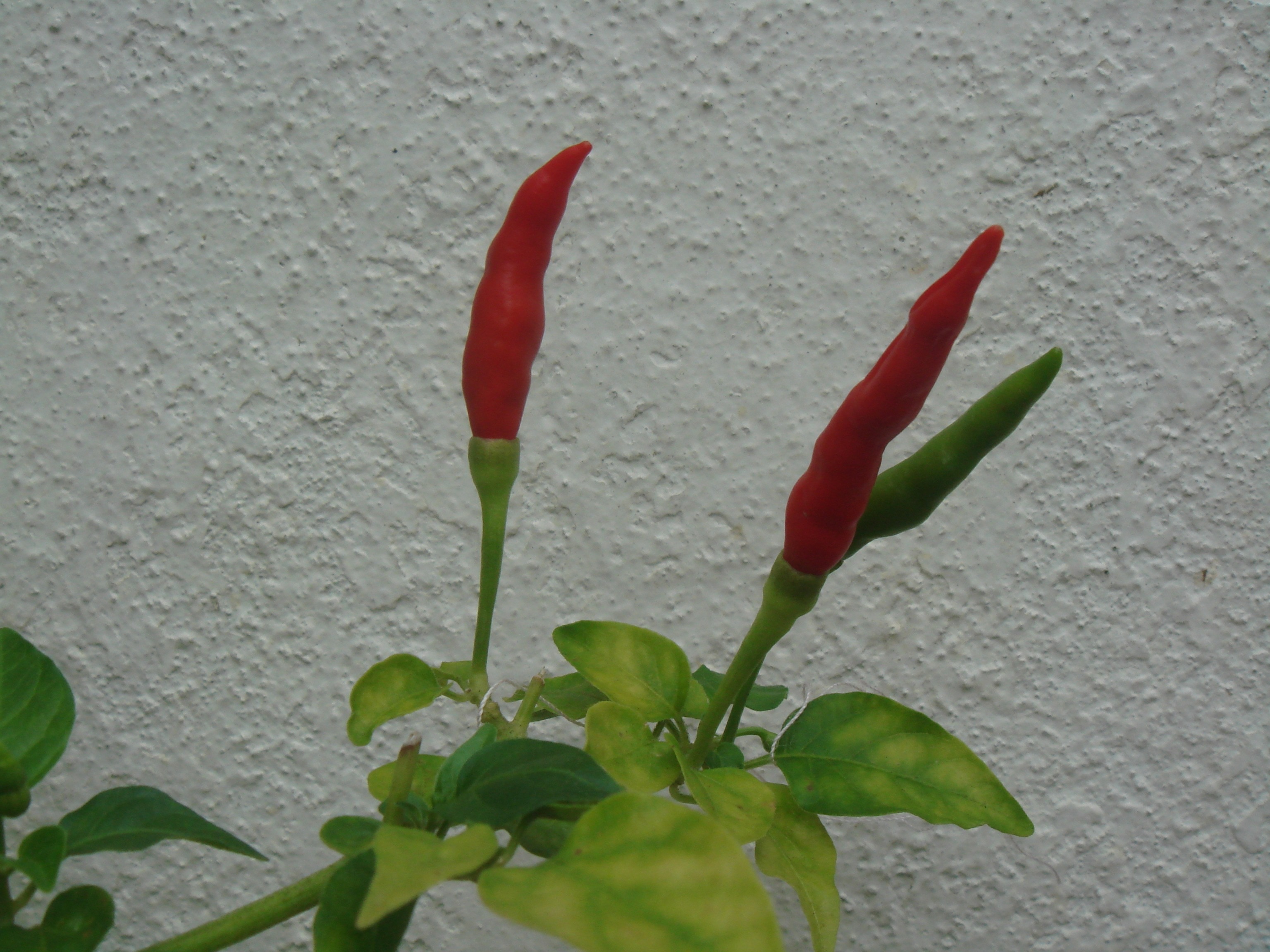 red and green chili pepper behind white wall paint