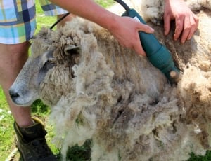 Wool, Sheep, Shearing, Shearing Sheep, livestock, agriculture thumbnail