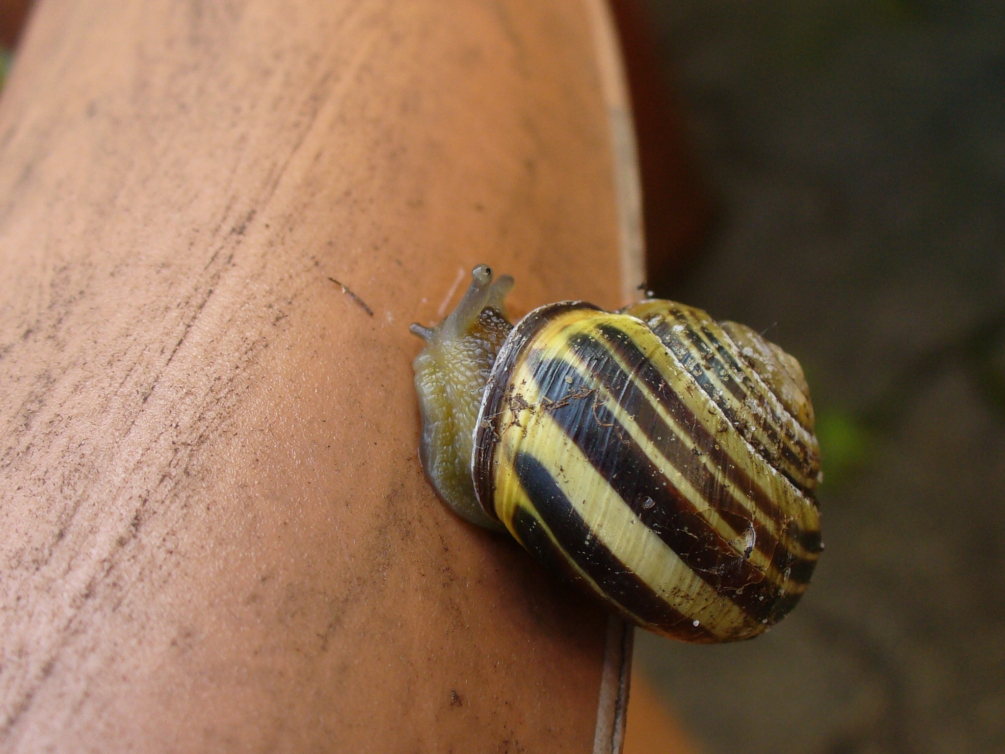 yellow and gray snail