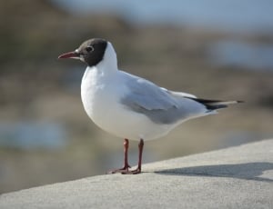 selective focus photography of white and black bird on gray concrete thumbnail