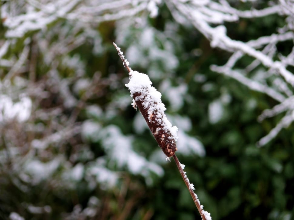 brown wooden stick with snow flakes during daytime preview