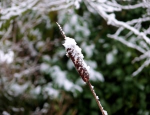 brown wooden stick with snow flakes during daytime thumbnail