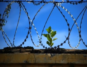 Freedom, Jailed, Jail, Prison, protection, security thumbnail