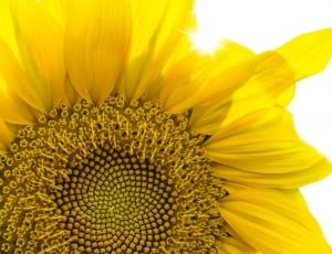 sunflower in micro photography thumbnail