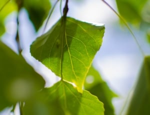 selective photography of green leaf thumbnail