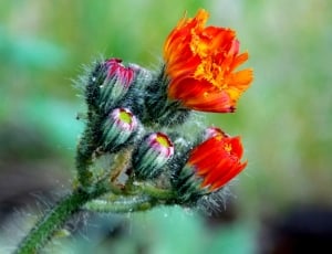green and red petaled flower thumbnail