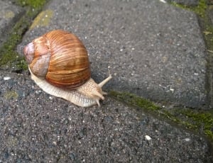 Snail, Rest, Shell, Slowly, Reptile, snail, mollusk thumbnail