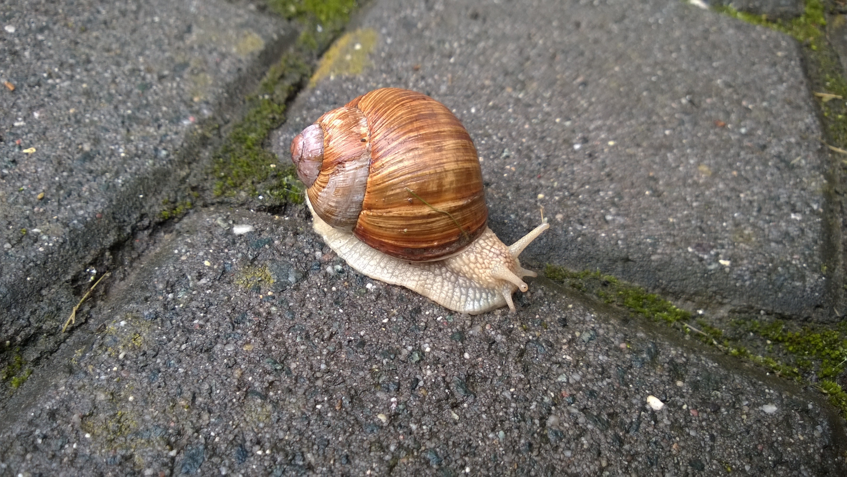 Snail, Rest, Shell, Slowly, Reptile, snail, mollusk