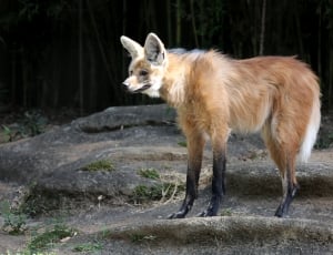 brown and black fox during daytime thumbnail