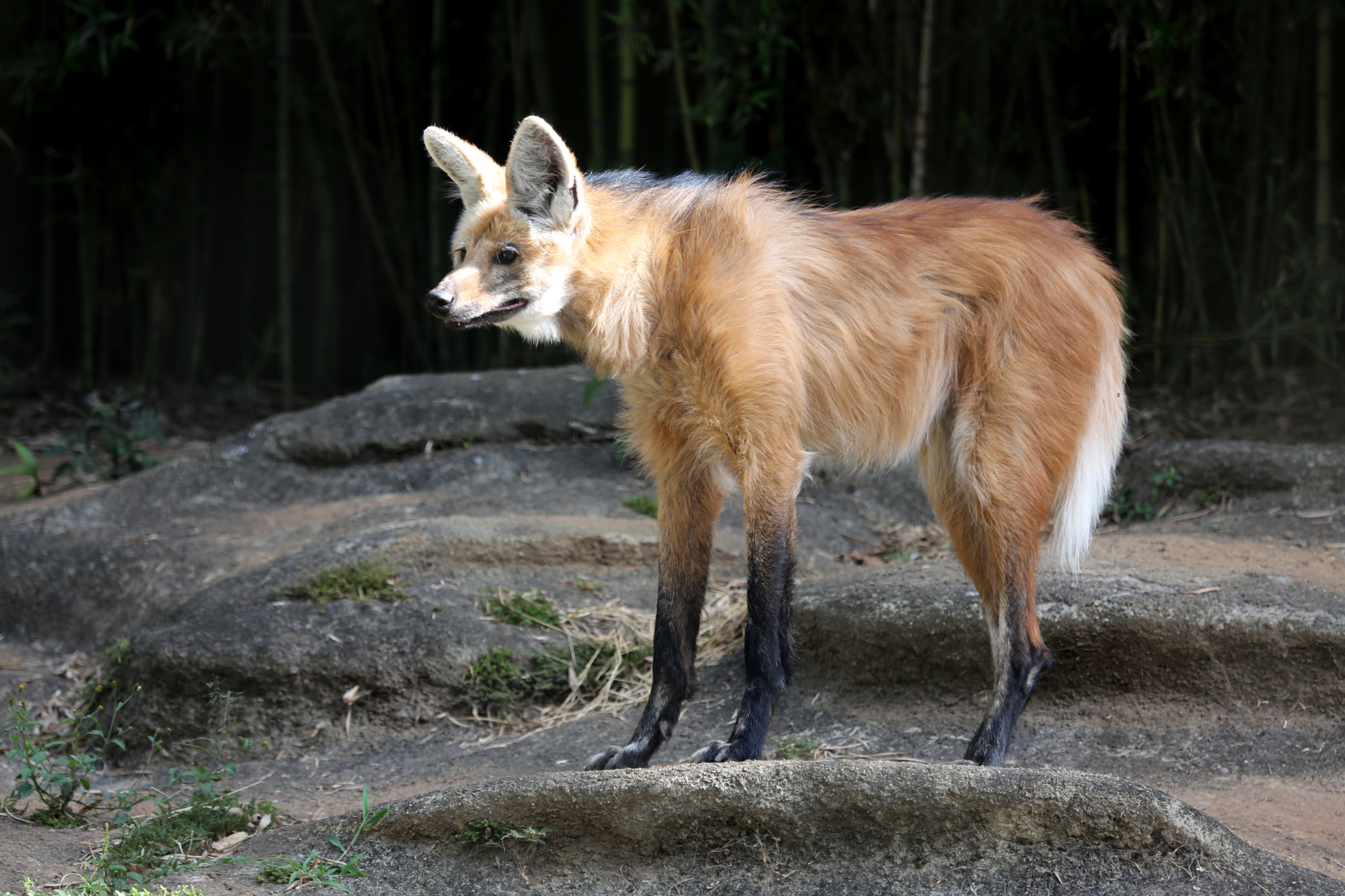 brown and black fox during daytime