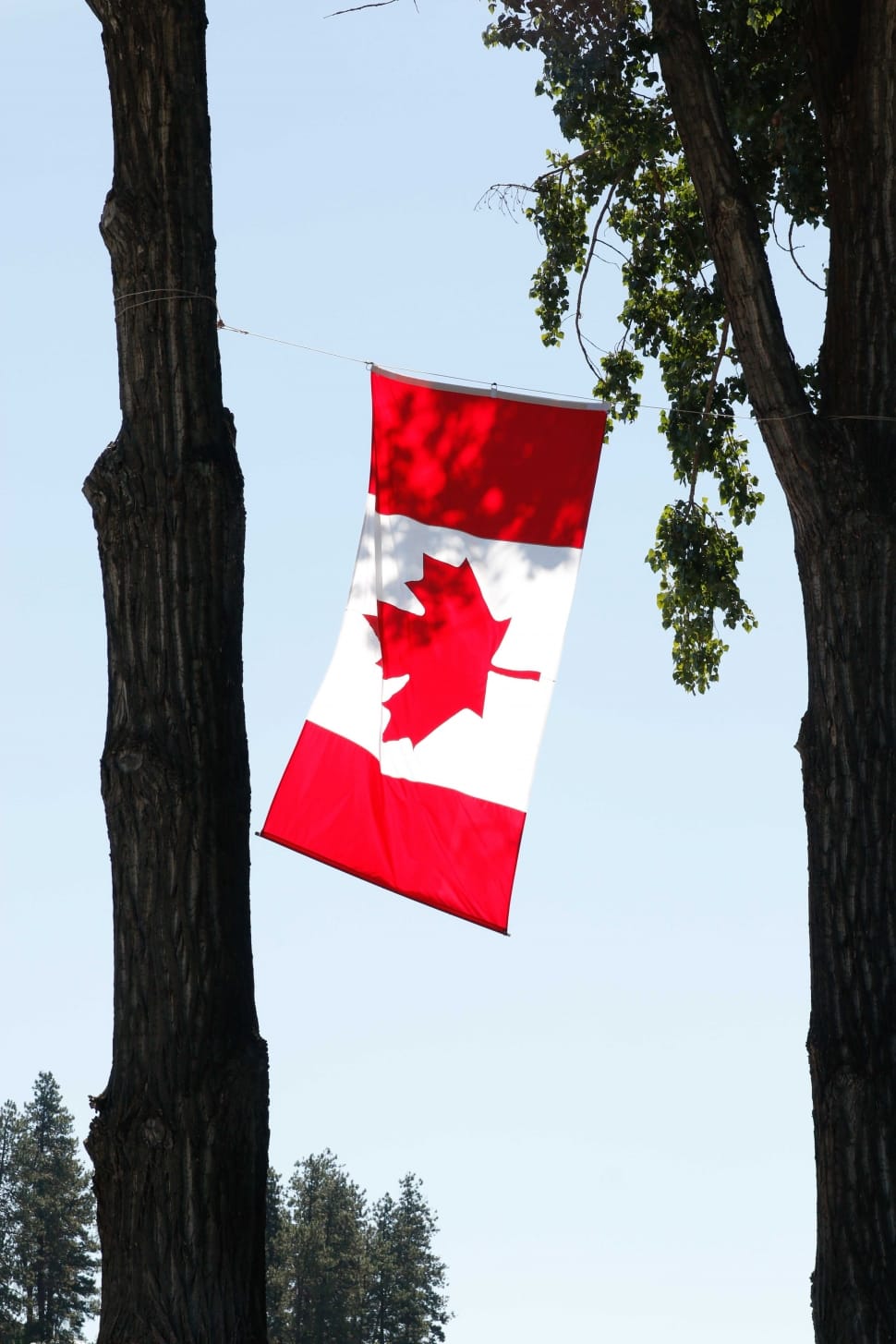 canadian flag preview