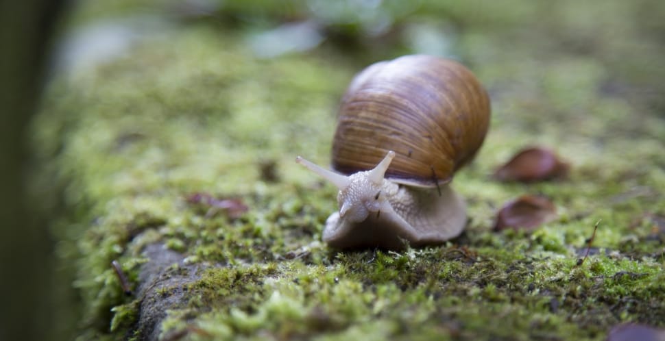brown snail on green moss preview