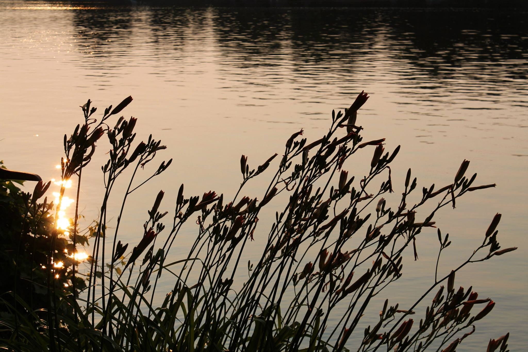 silhouette of grass near the river