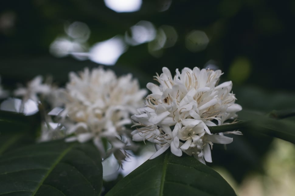 white petaled flower in closeup photography preview