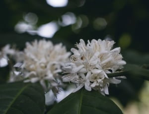 white petaled flower in closeup photography thumbnail