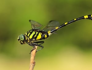 black-and-green dragonfly thumbnail