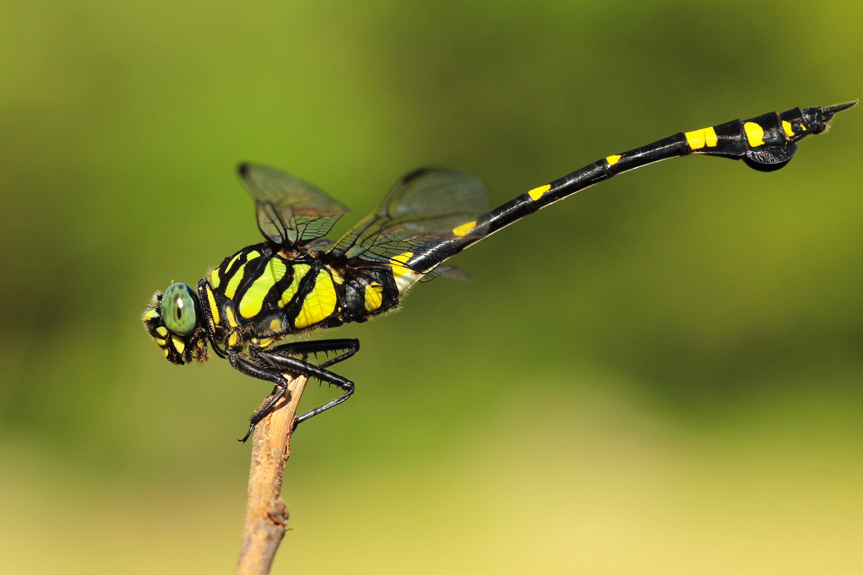 black-and-green dragonfly