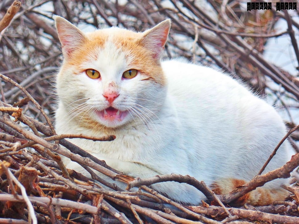 white and orange tabby cat preview
