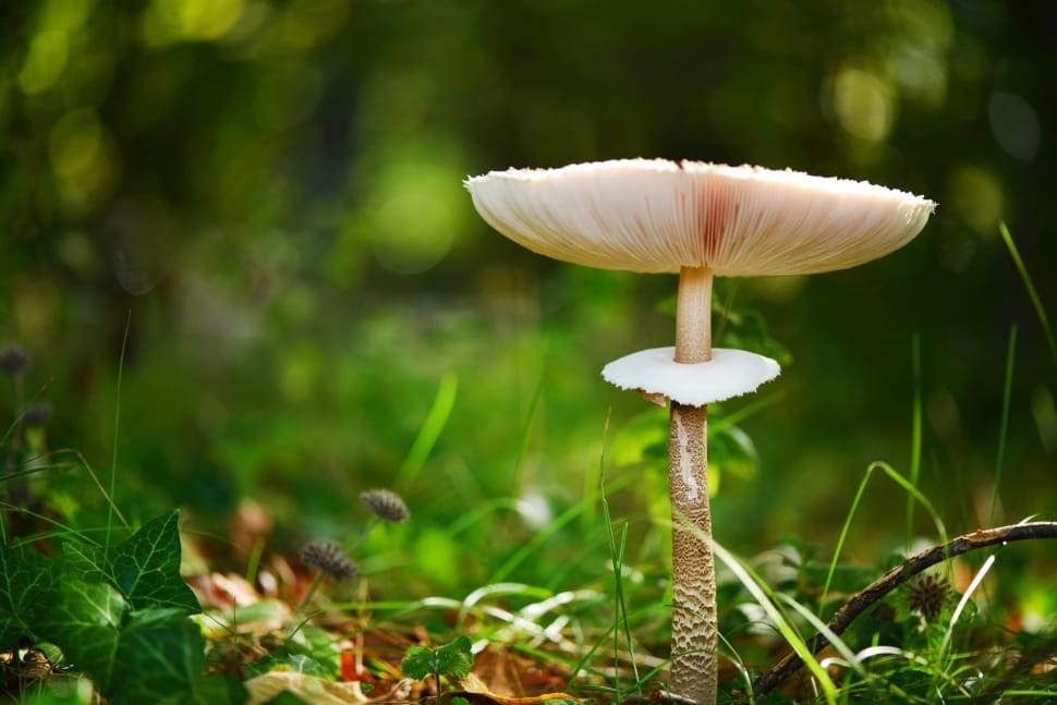 Fall, Fungus, Nature, mushroom, fungus preview