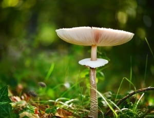 Fall, Fungus, Nature, mushroom, fungus thumbnail