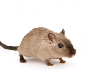 beige and brown rat thumbnail