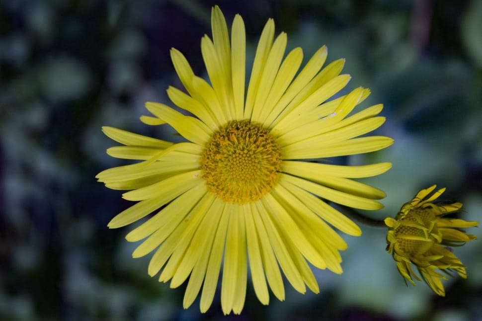 Yellow, Beautiful, Green, Spring, Flower, flower, fragility preview