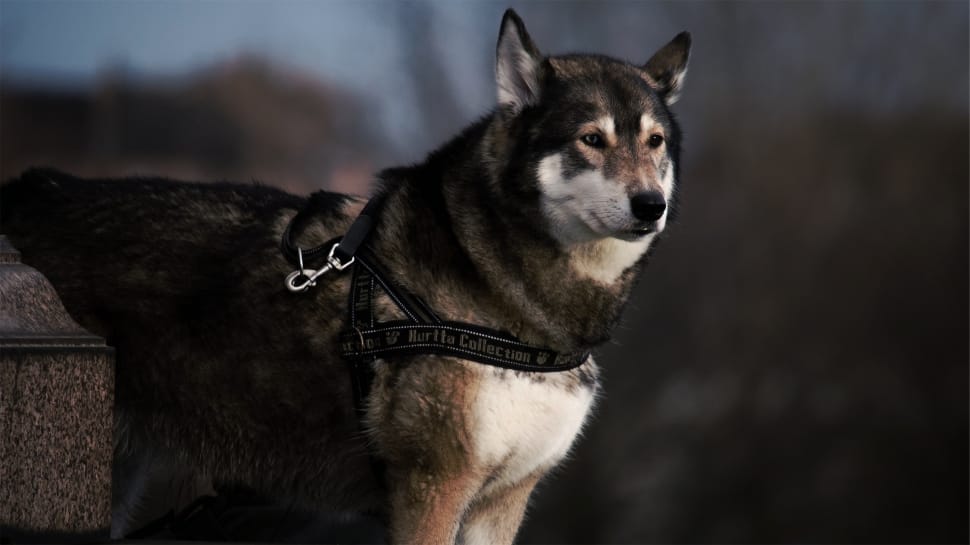 black and white saarlos wolfdog selective blurry photograhy preview