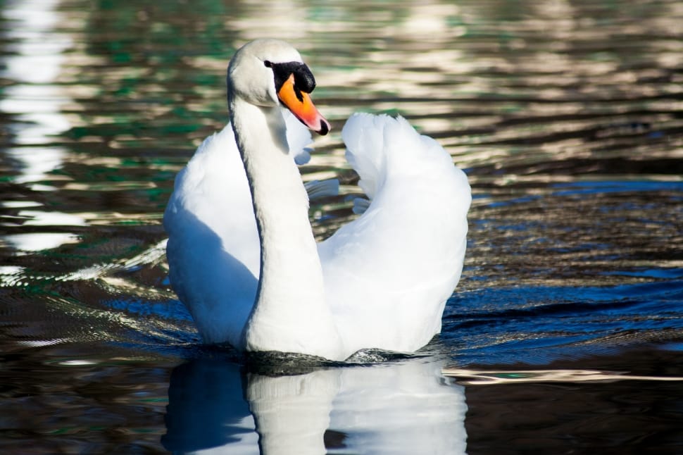 Bird, Swim, Water, Pond, Beautiful, Swan, one animal, animals in the wild  free image