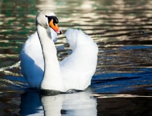 Bird, Swim, Water, Pond, Beautiful, Swan, one animal, animals in the wild thumbnail