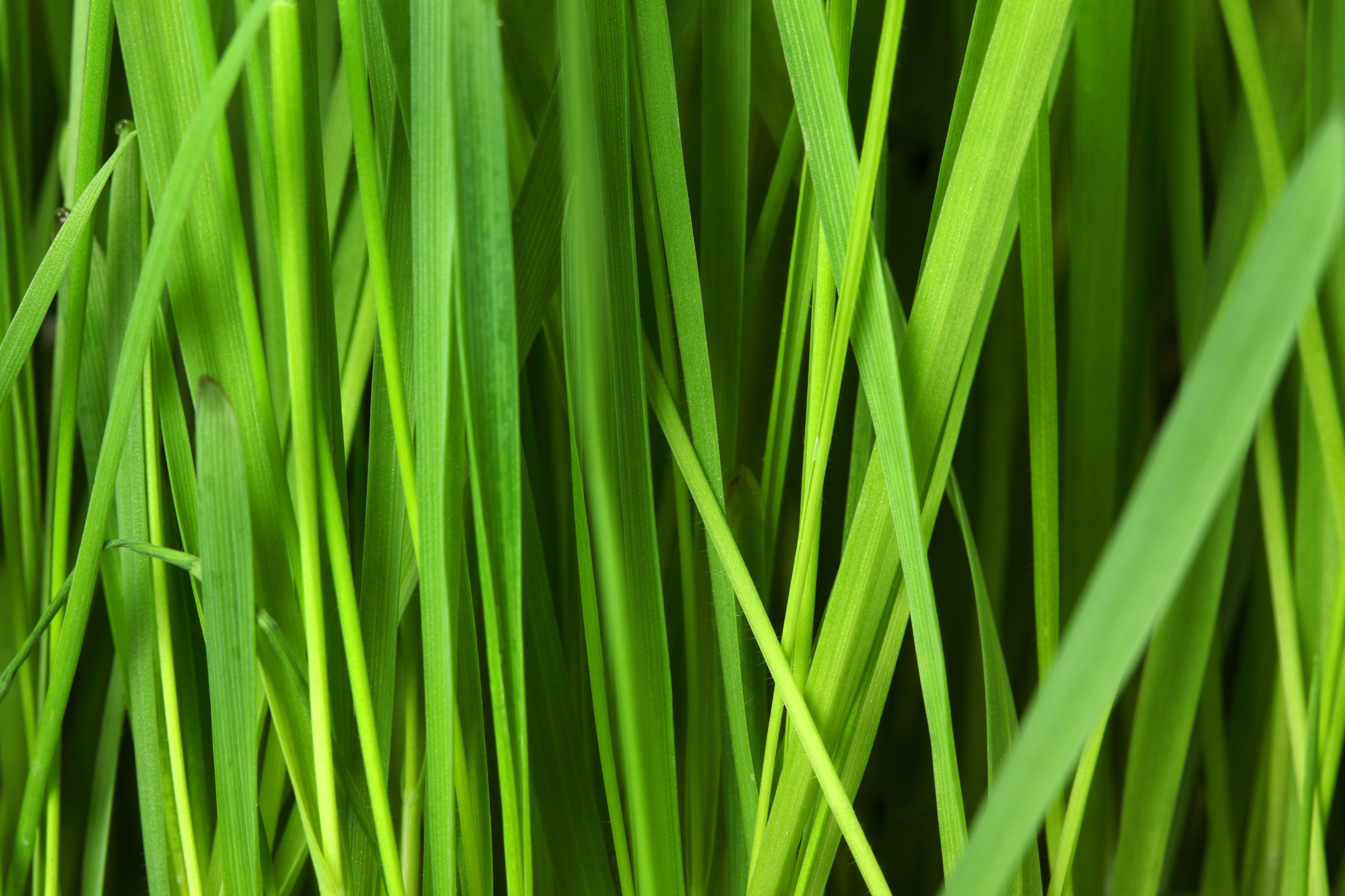 green grass