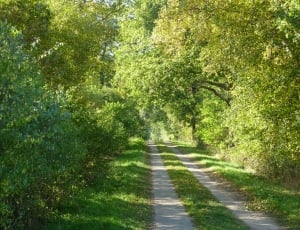 pathway between green trees thumbnail