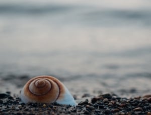 brown and white snail shell thumbnail