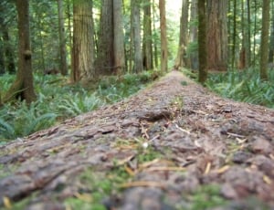 Redwoods, Tall Trees, Forest, Trees, forest, tree trunk thumbnail