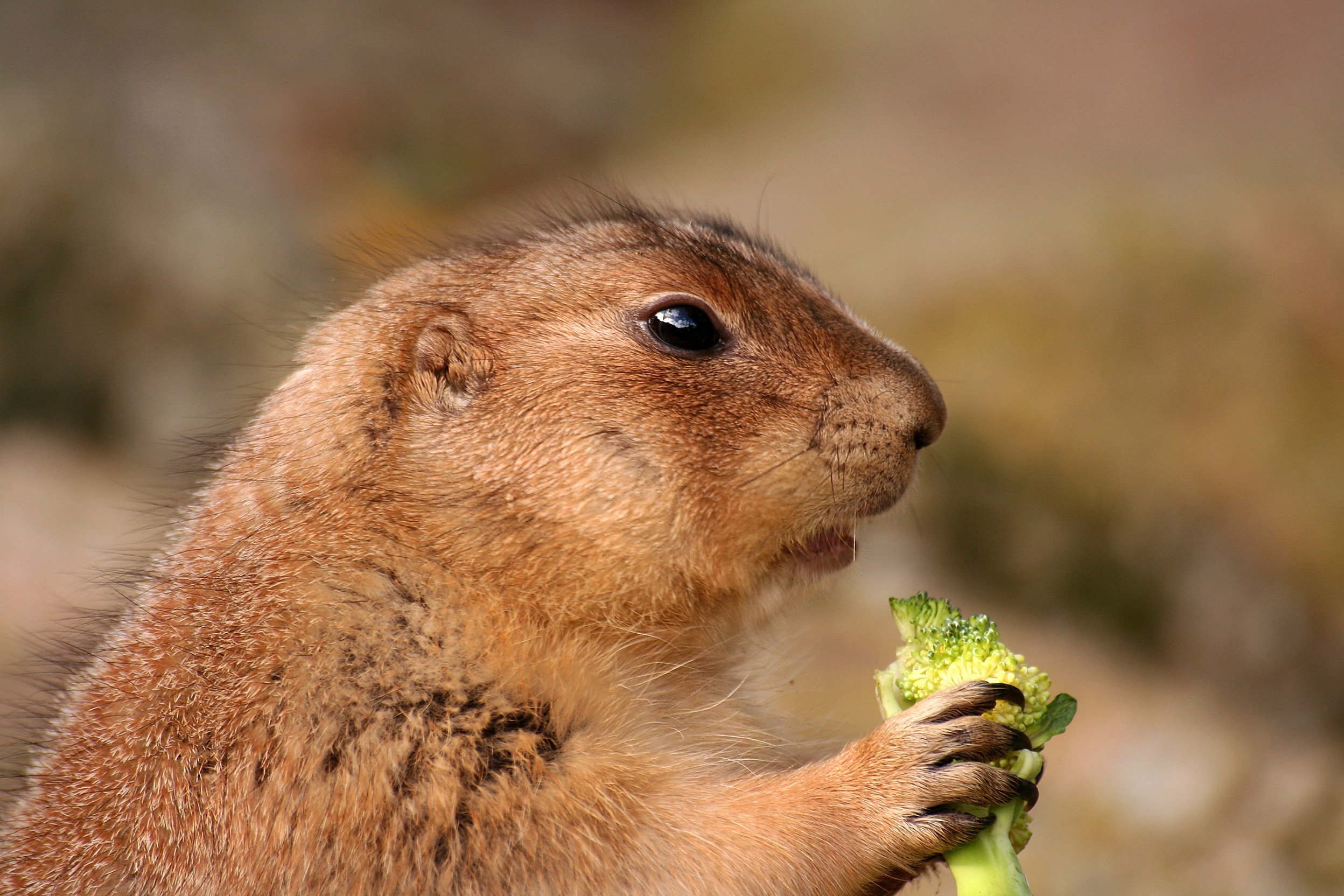 Prairie Dog, Rodent, Animal, Cute, Brown, one animal, close-up