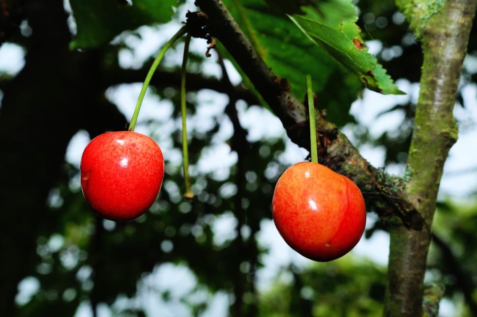 two red round fruits preview