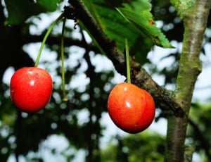 two red round fruits thumbnail