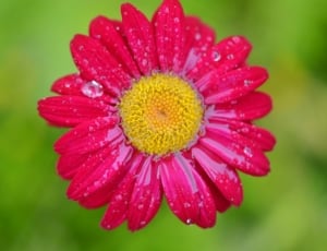 shallow focus photography of pink flower thumbnail