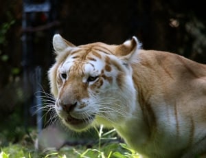 white with brown line tiger thumbnail