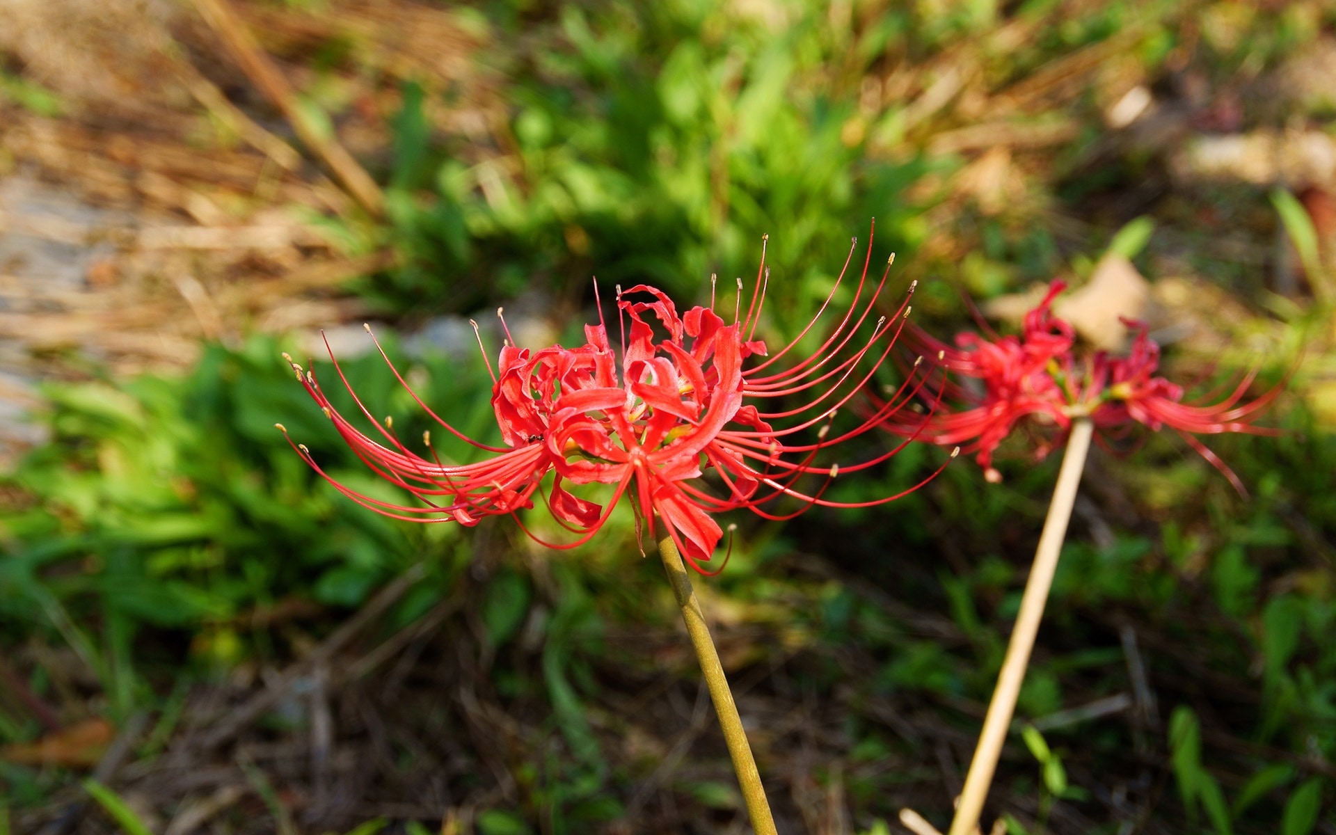 red petaled flower