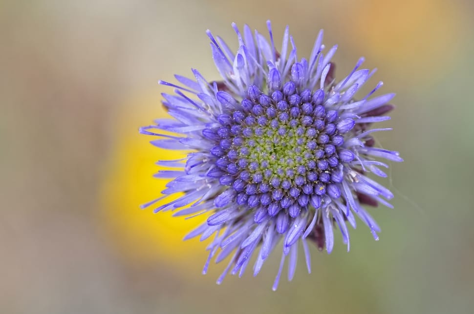 Flower, Macro, Nature, Violet, flower, purple preview