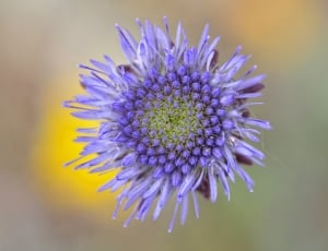 Flower, Macro, Nature, Violet, flower, purple thumbnail