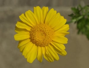 yellow sunflower thumbnail