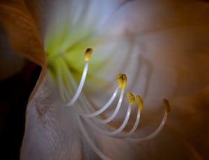 white lily thumbnail