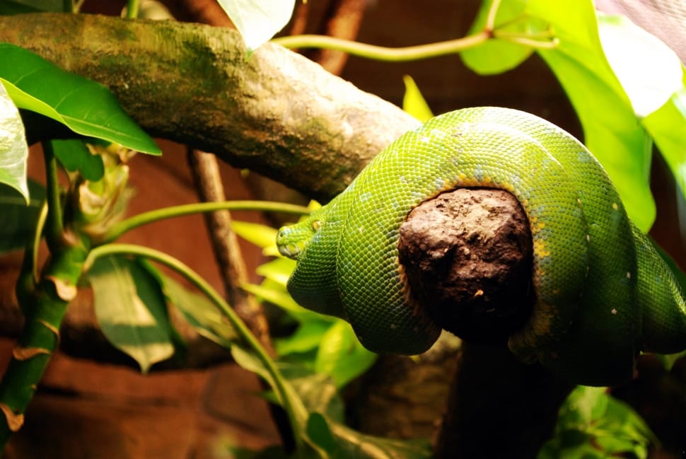 green snake on tree branch preview